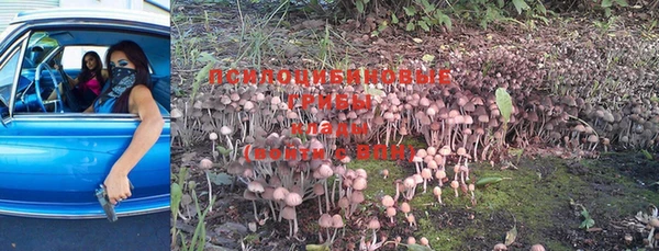 ГАЛЛЮЦИНОГЕННЫЕ ГРИБЫ Коряжма